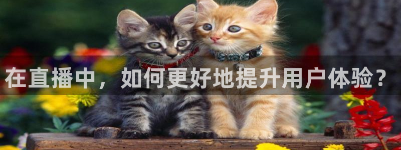 9255tv直播无插件nba：在直播中，如何更好地提升用户体验？